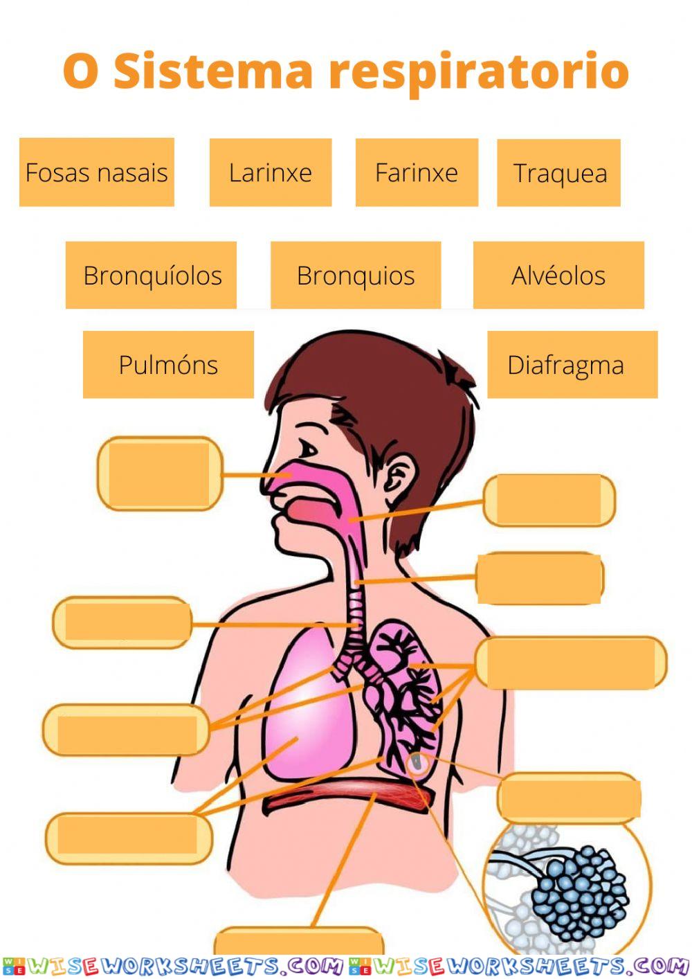 O sistema respiratorio