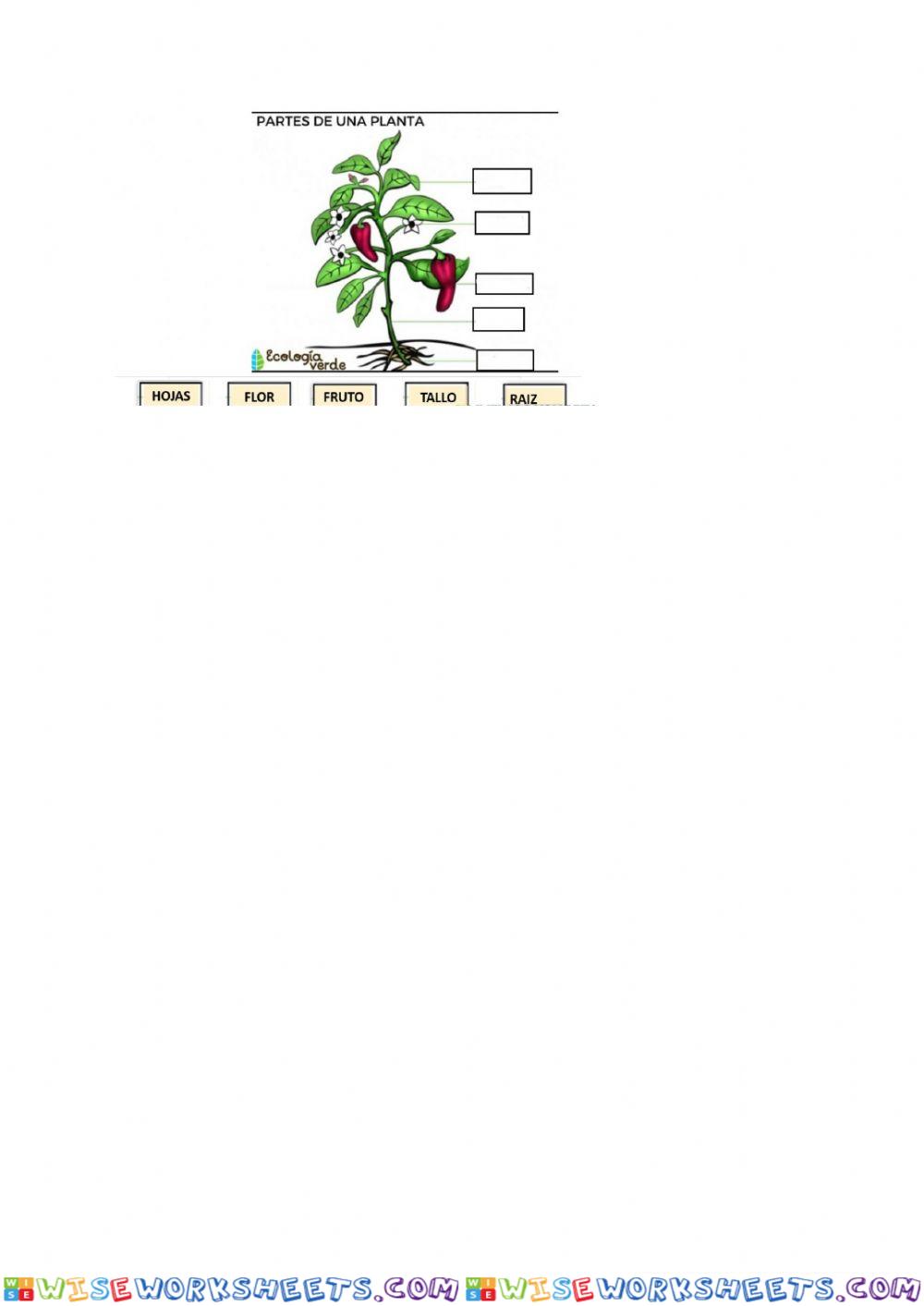 La planta