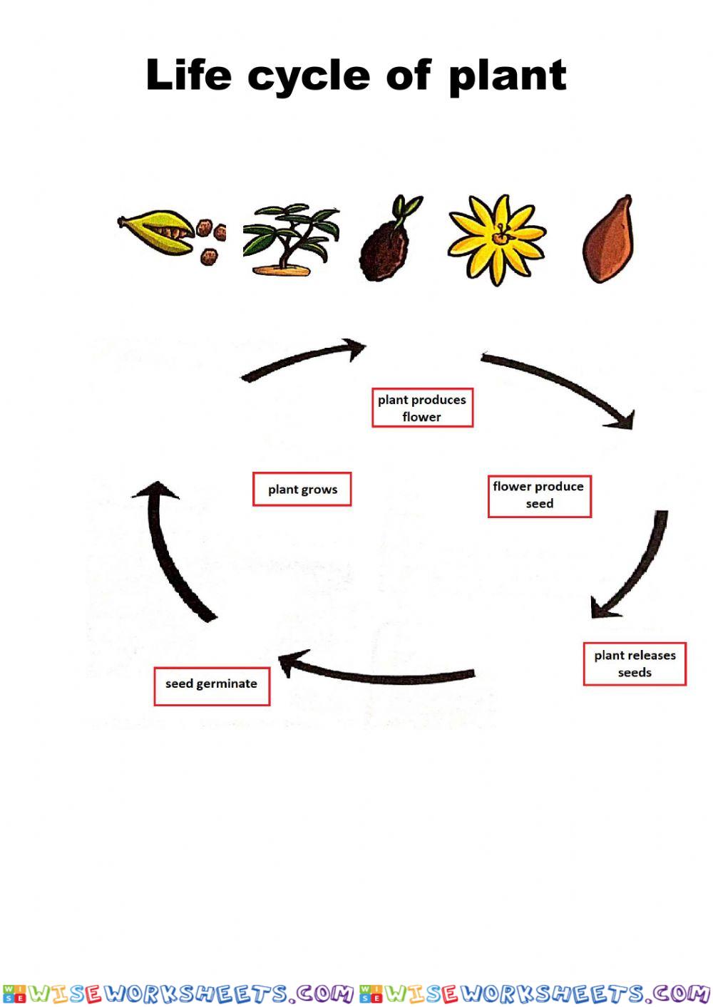 Lifecycle of flowering plant