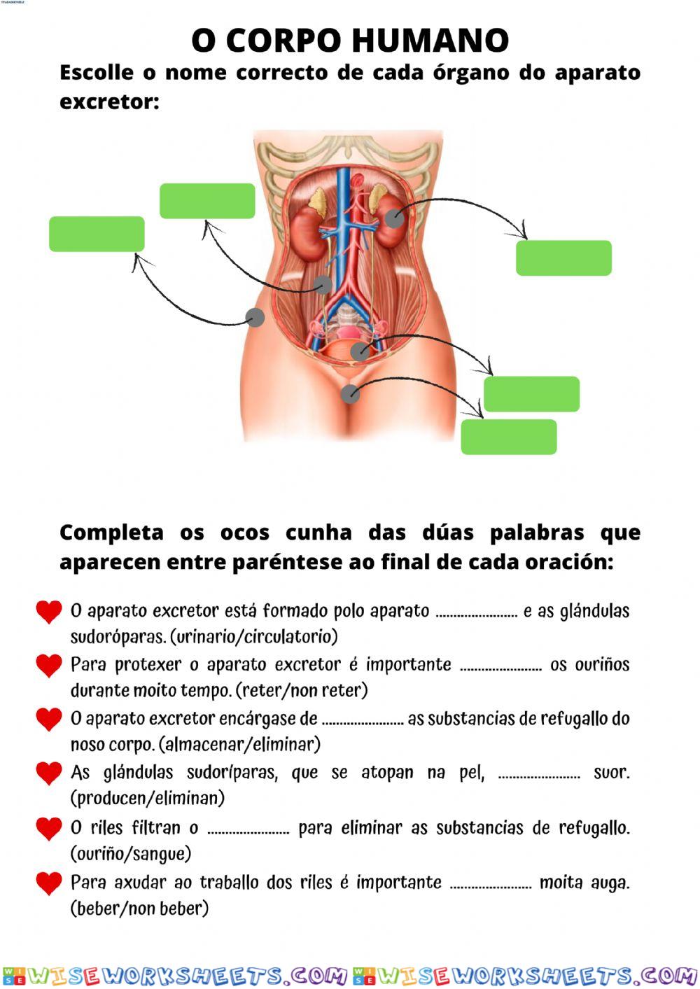 O corpo humano