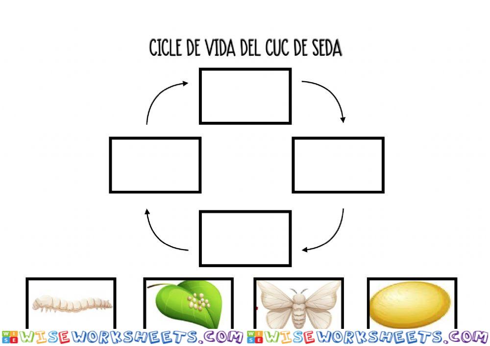 Cicle vida Cuc de Seda