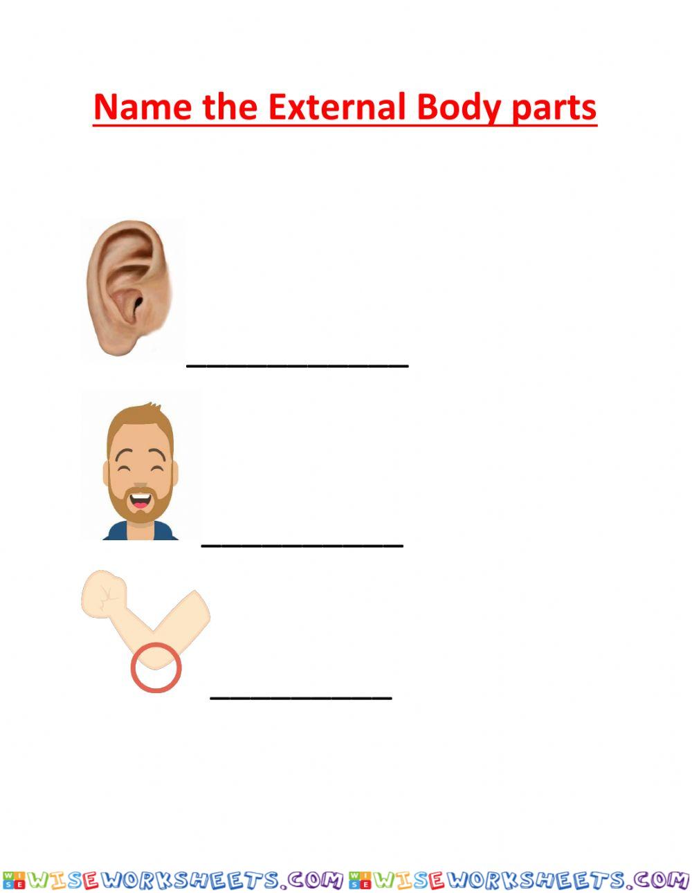 External body parts