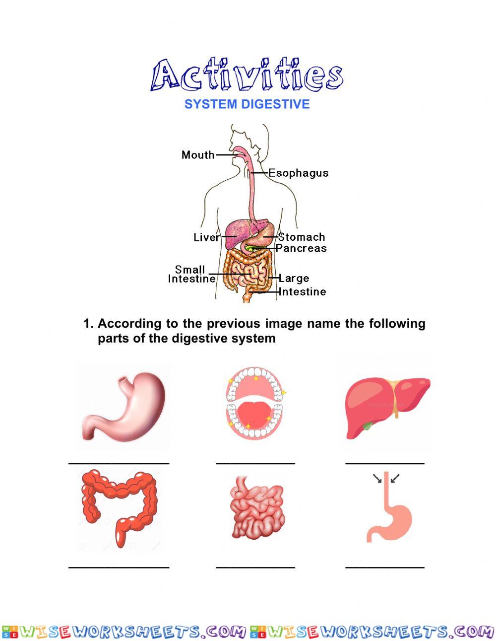 Digestive system