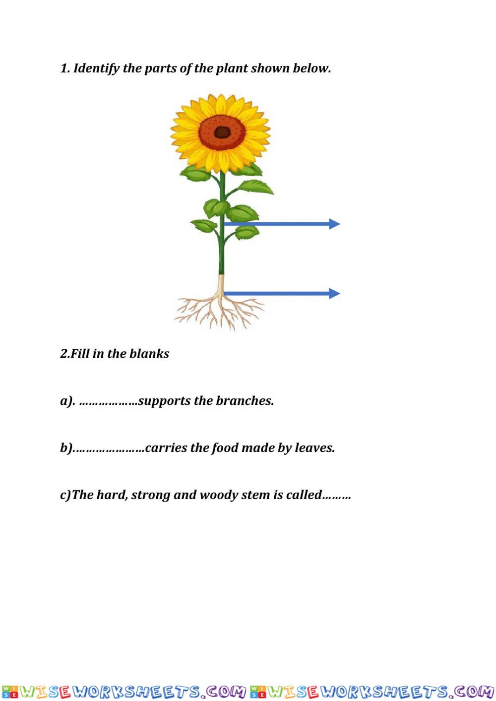 Plants stem