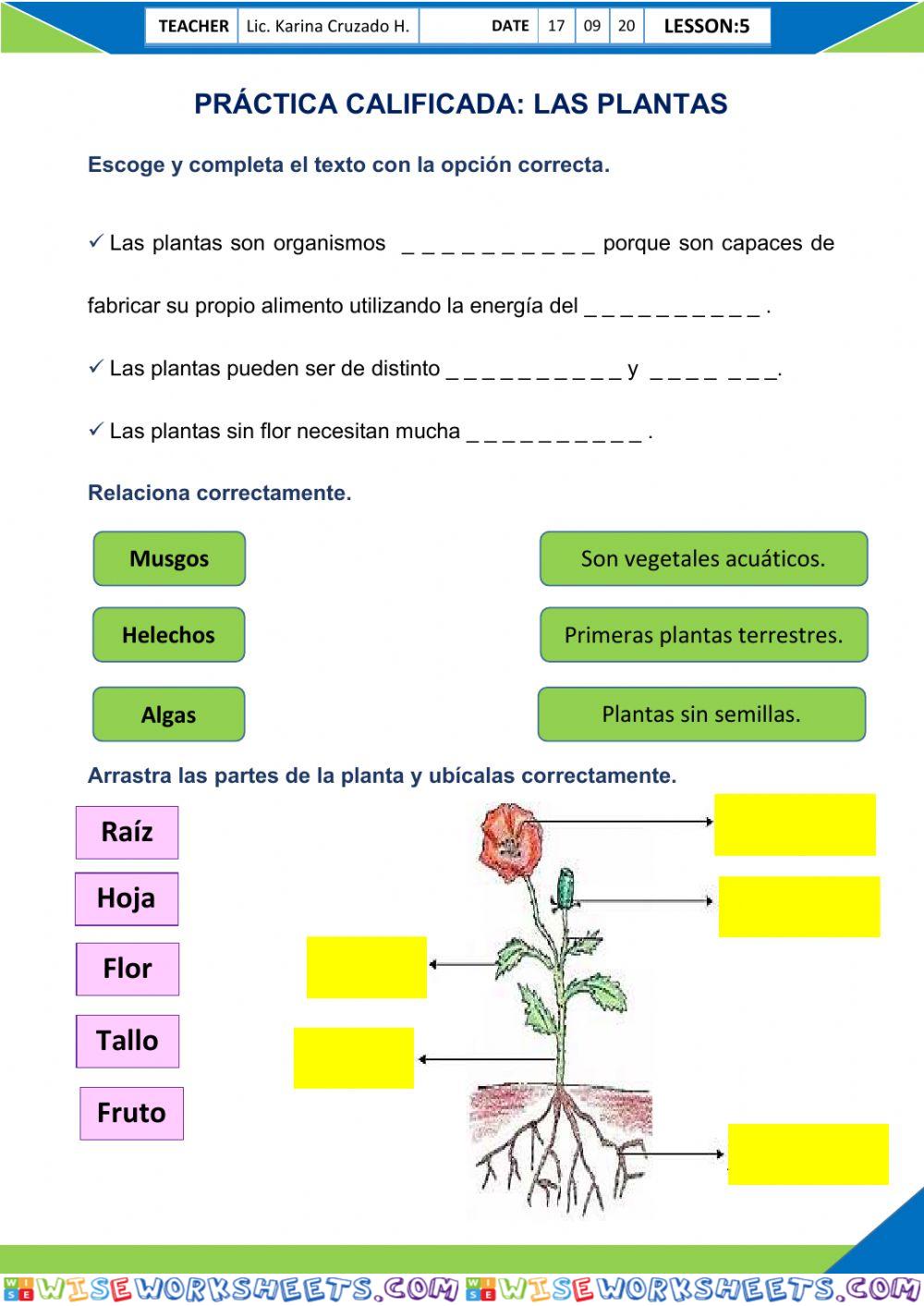 Las plantas