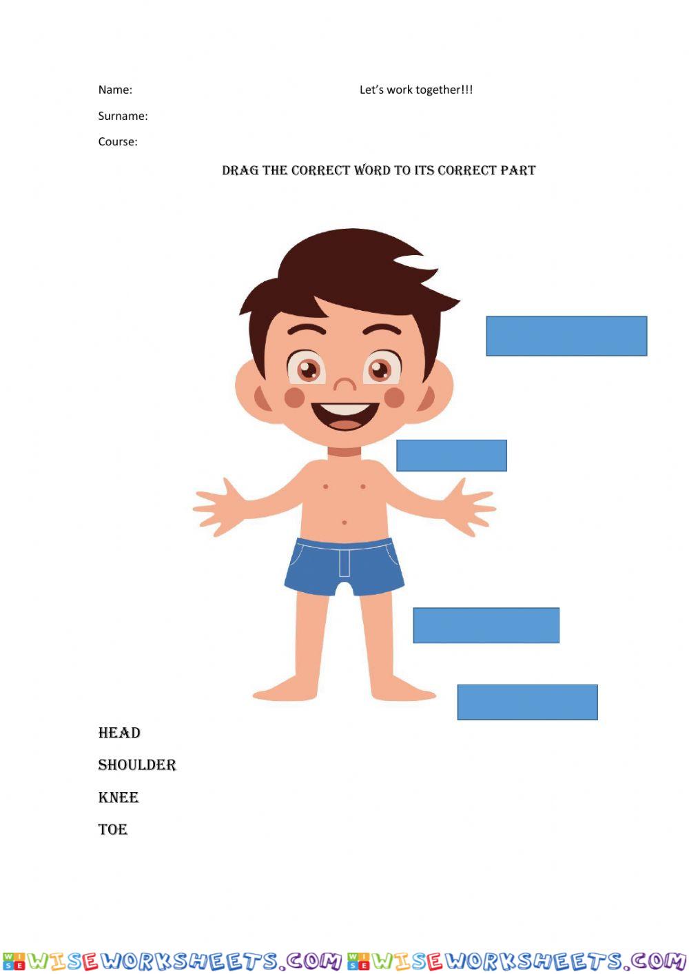 Drag and drop the correct parts of the body