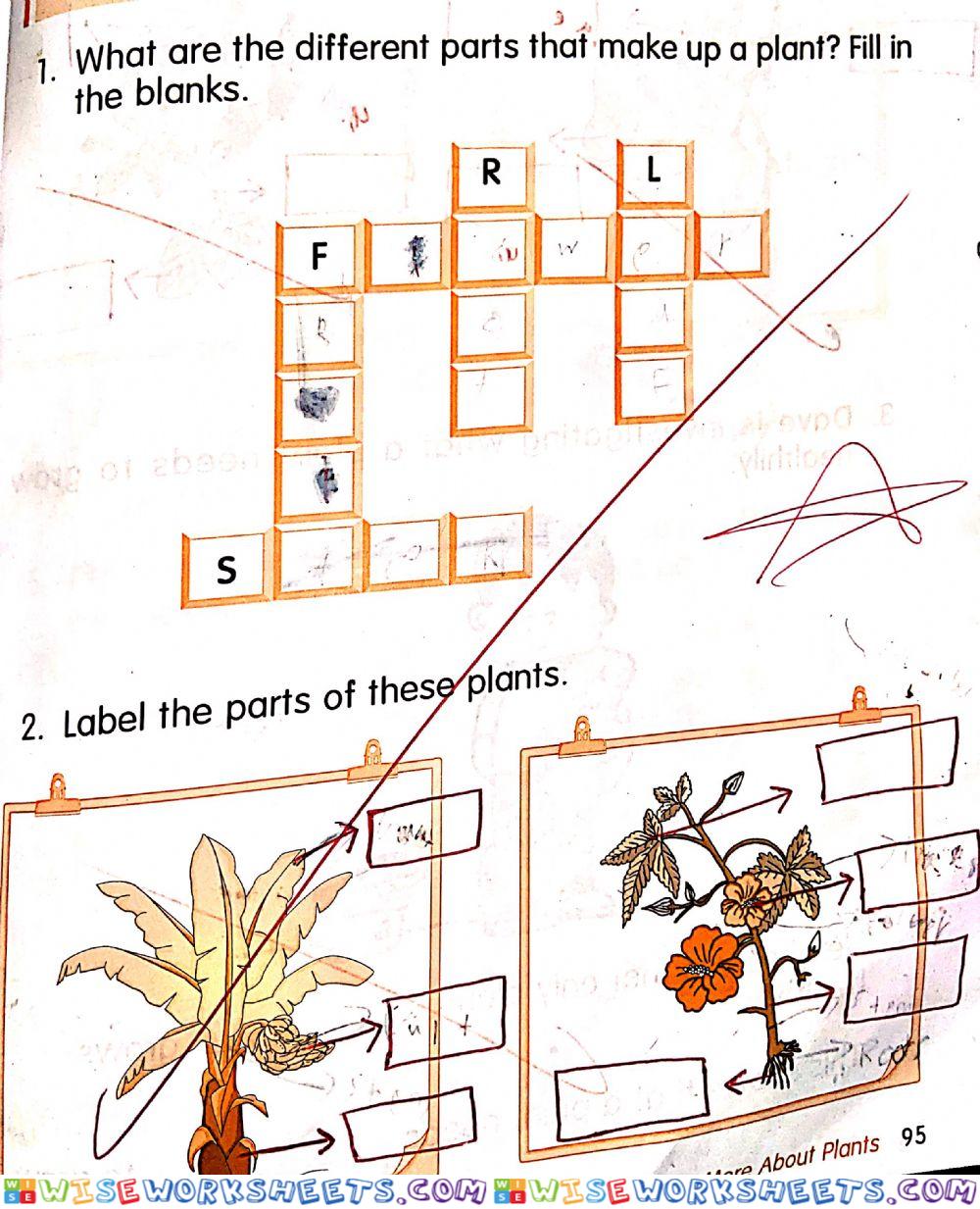 All about plants