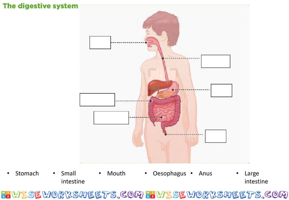 worksheet
