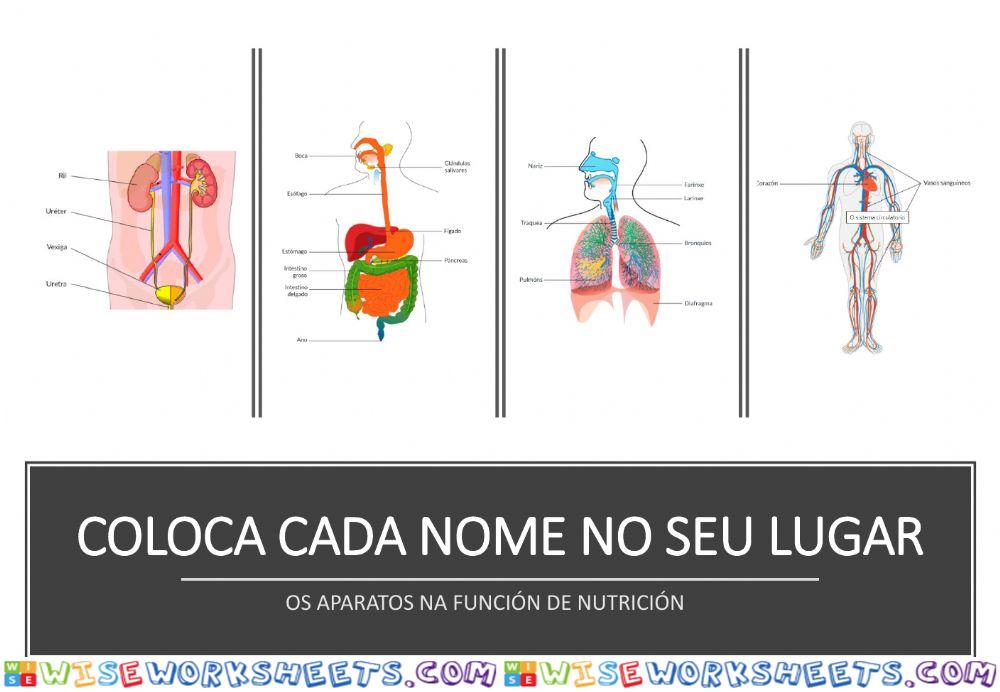 Aparatos na función de nutrición