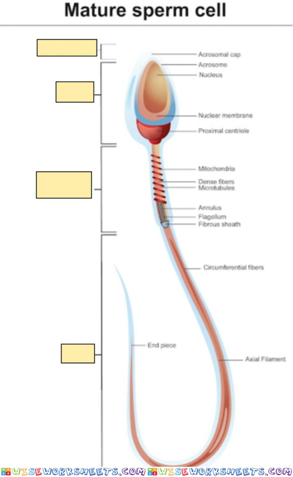 Sperm Diagram