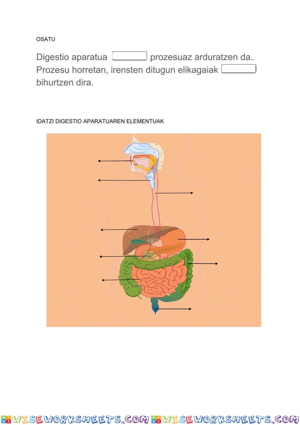 Digestio prozesua