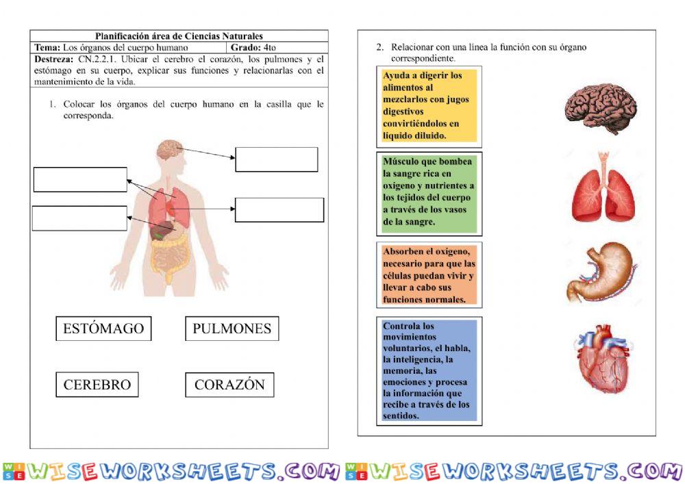 Órganos del cuerpo humano