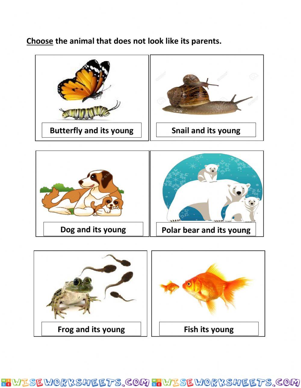 worksheet