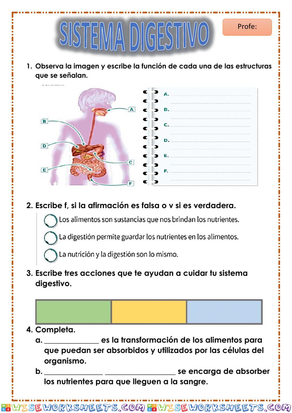 Sistema digestivo 3°