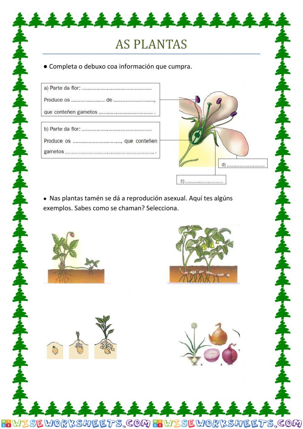 As plantas