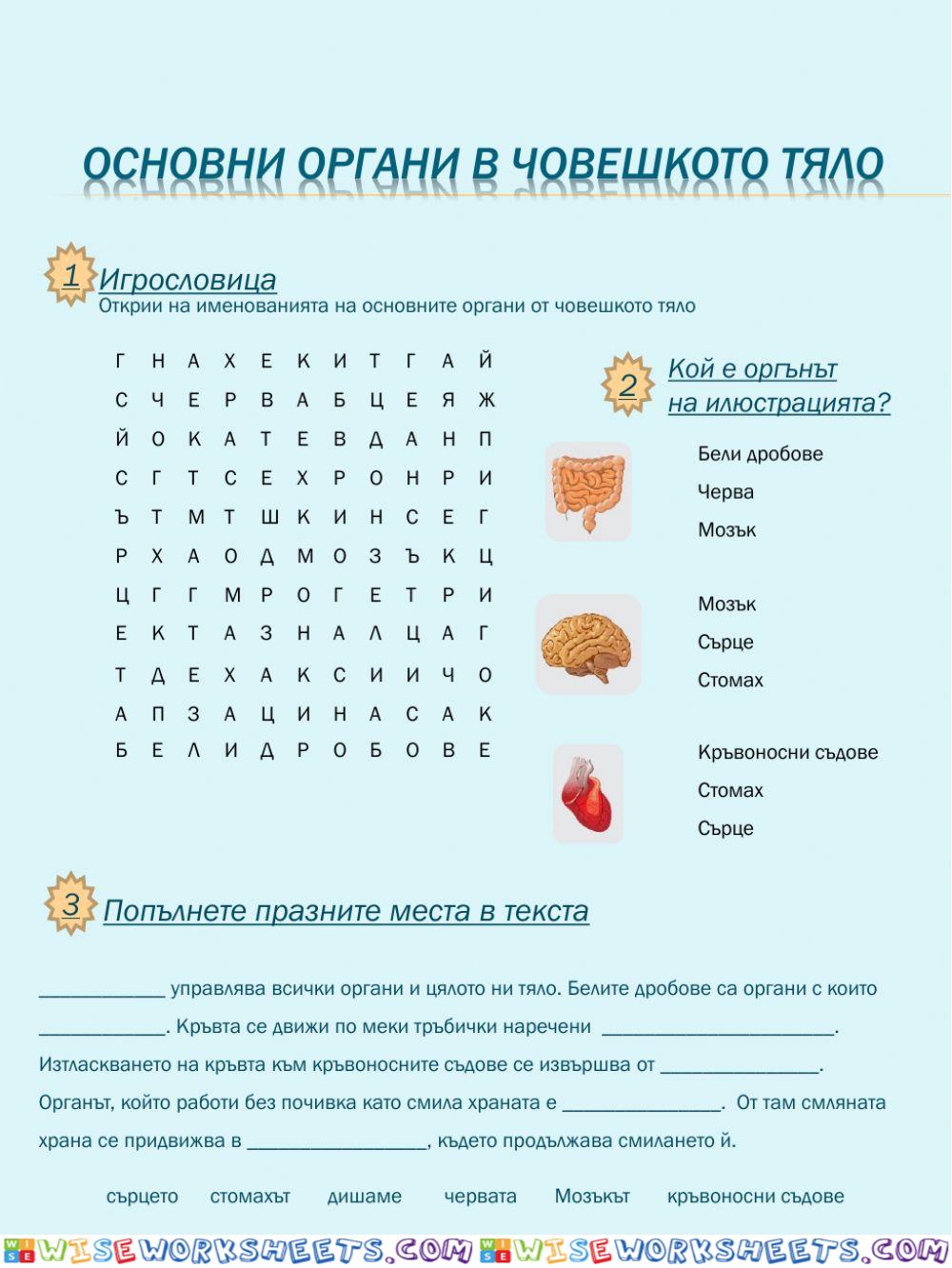 Основни органи в човешкото тяло