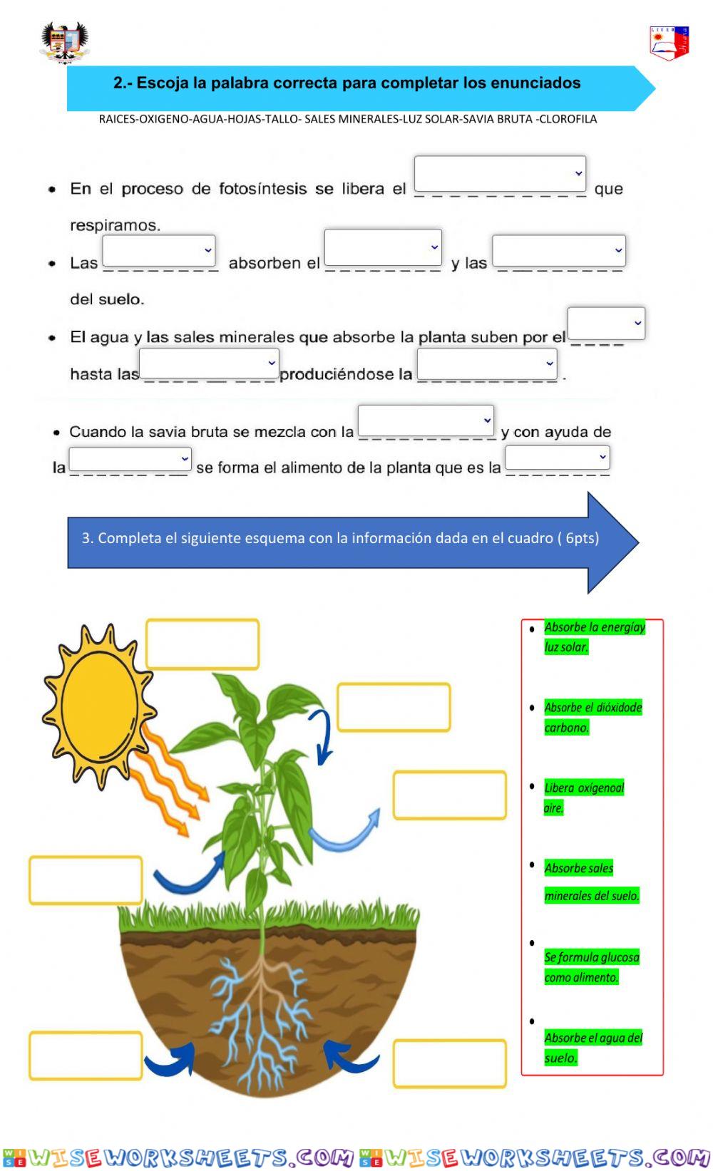 worksheet