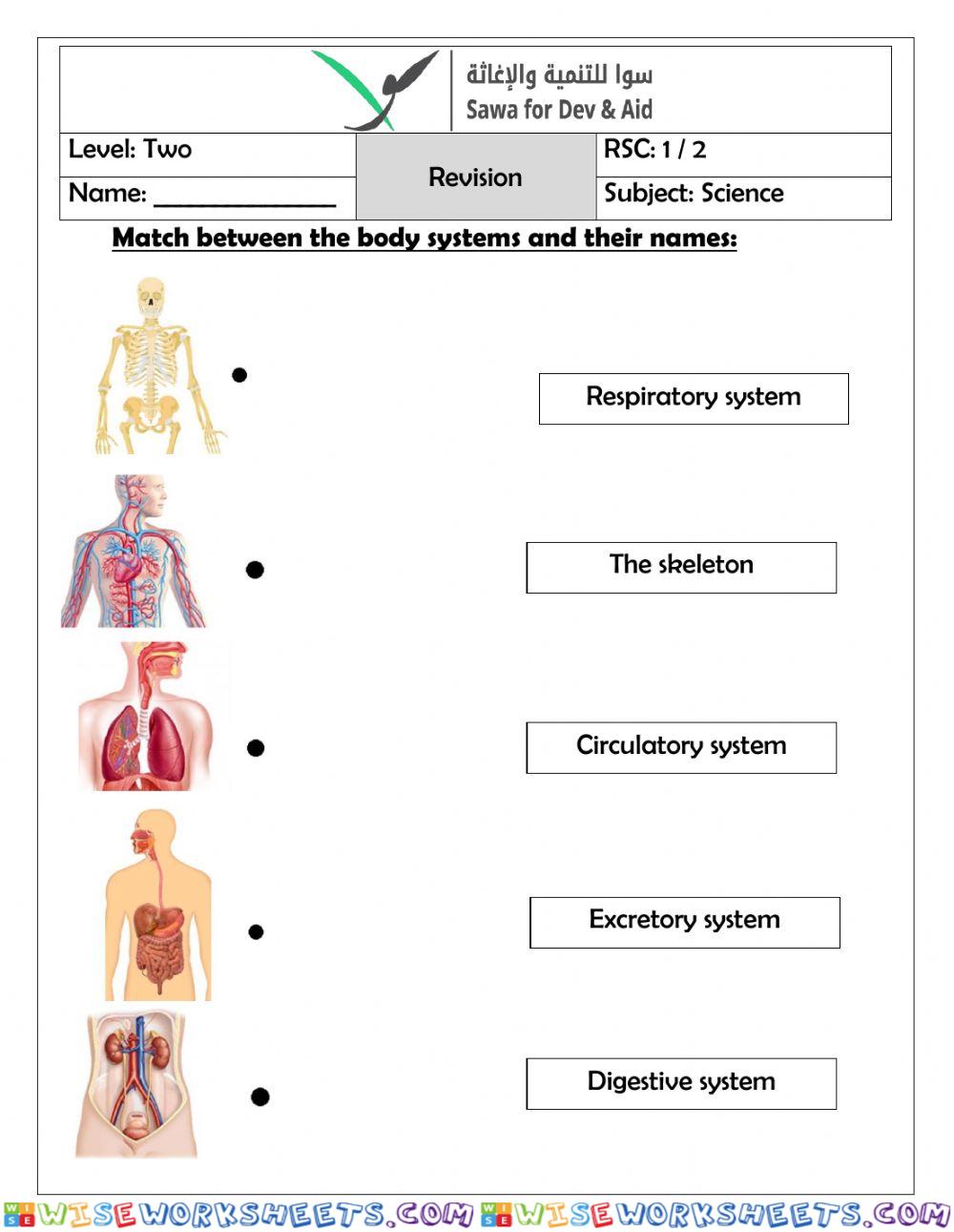 Body system