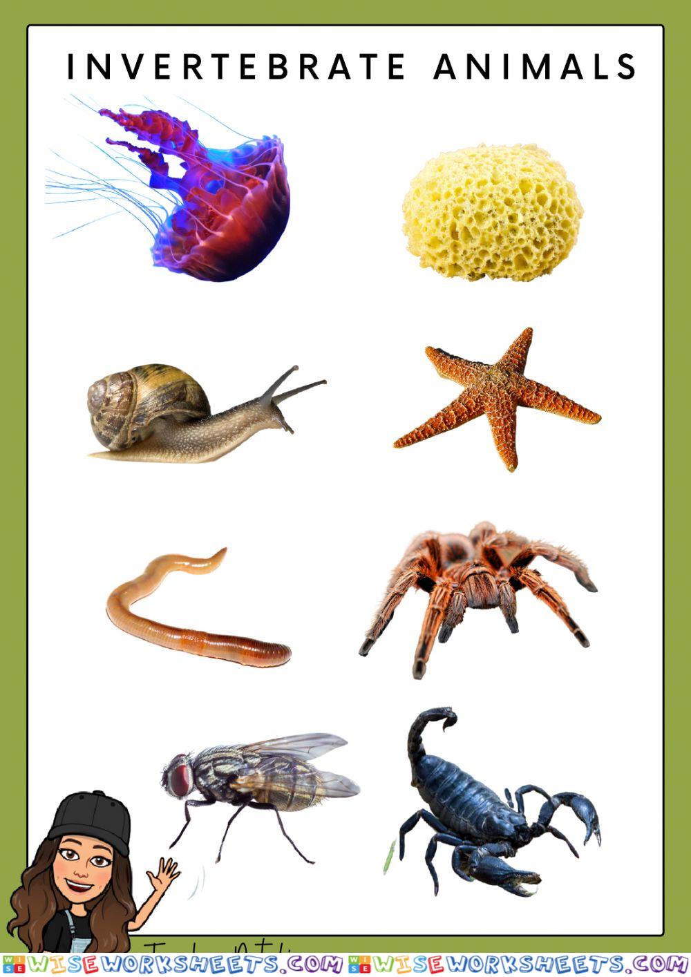 Types of invertebrates