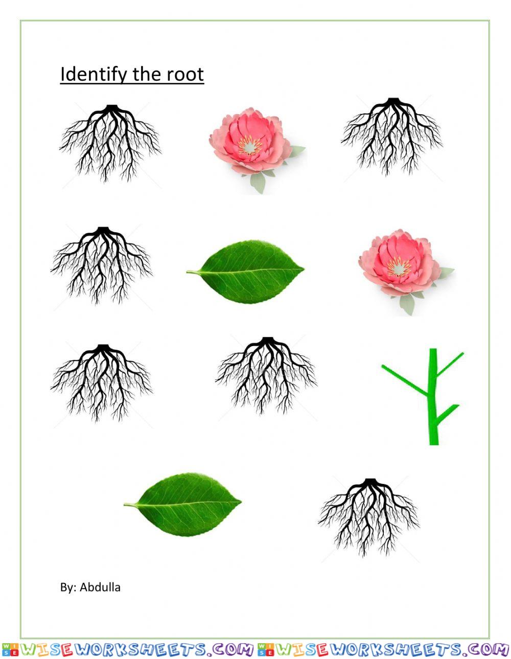 Identify root