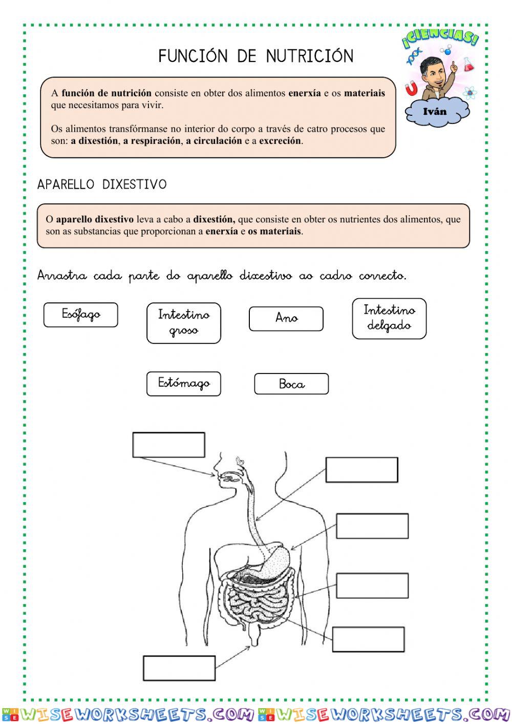 A función de nutrición e os aparellos que interveñen nela