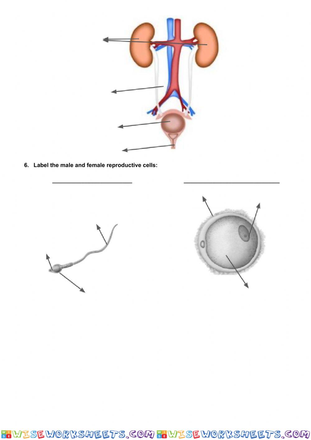 worksheet