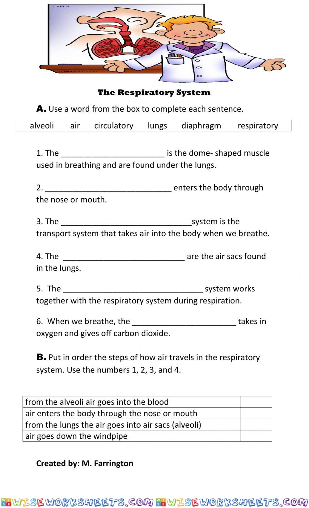 Respiratory System