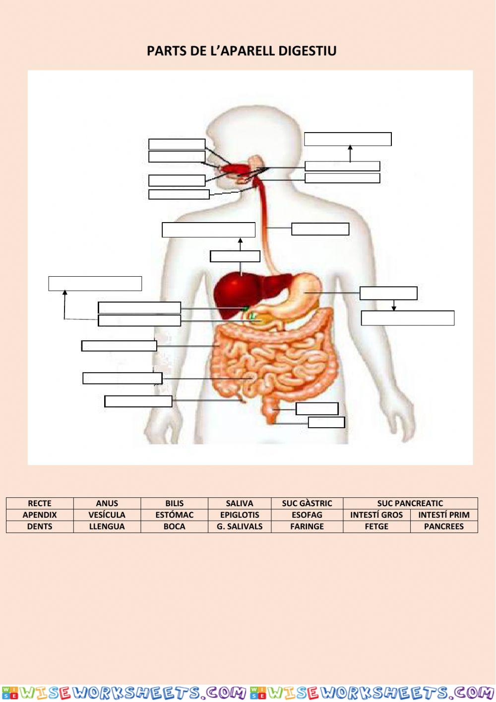 APARELL DIGESTIU