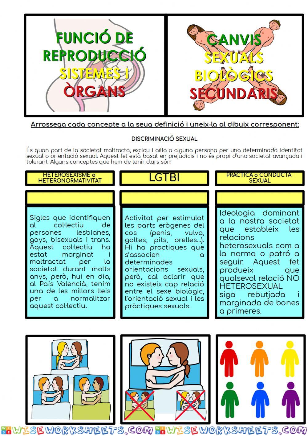 Canvis sexuals secundaris: discriminació