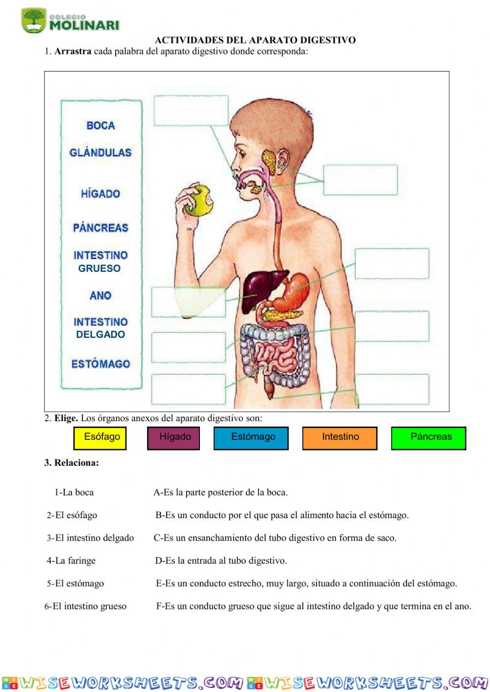 Sistema Digestivo