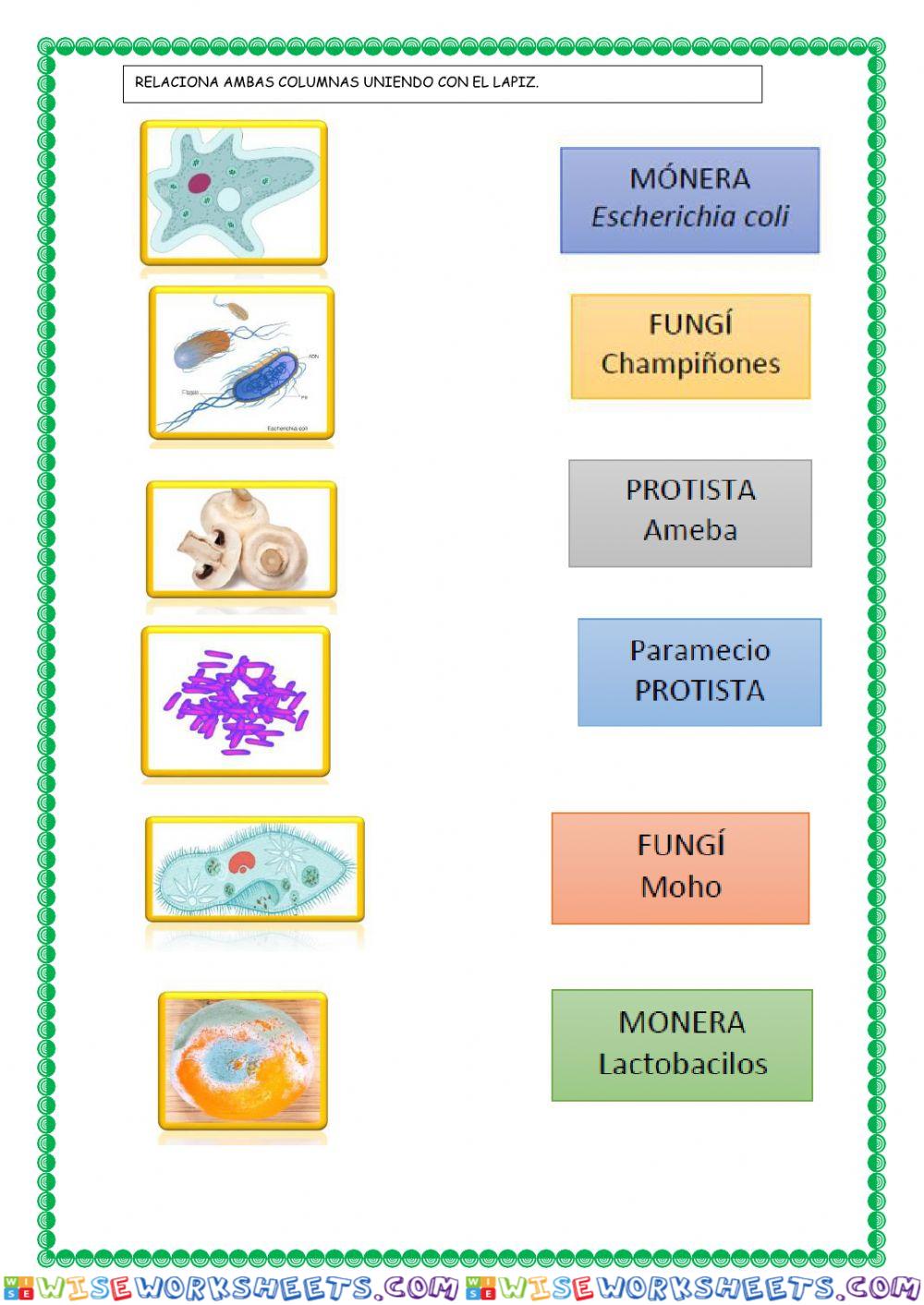 worksheet