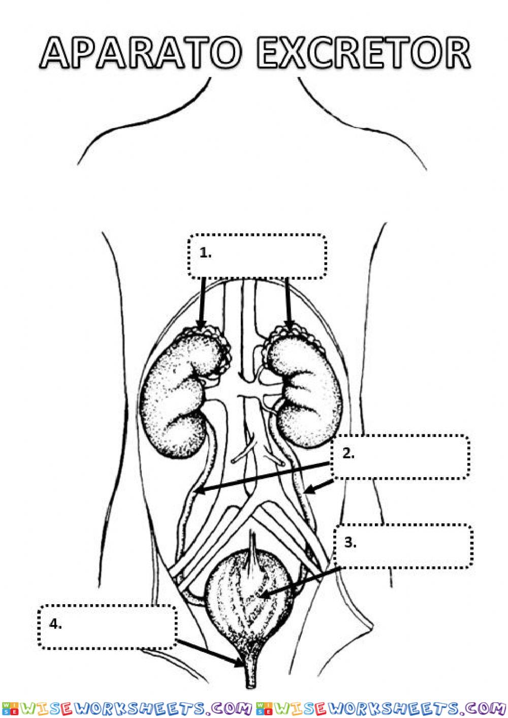 Aparato excretor