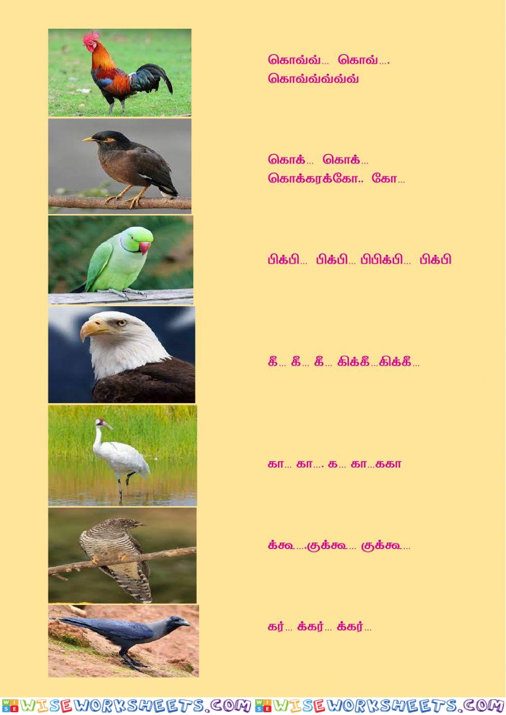 Birds and their sounds in Tamil