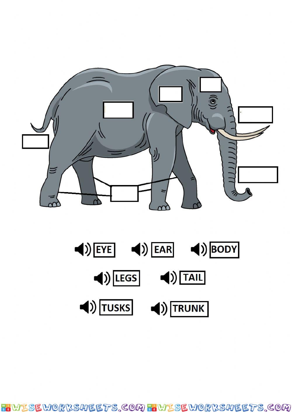 Elephant body parts drag and drop