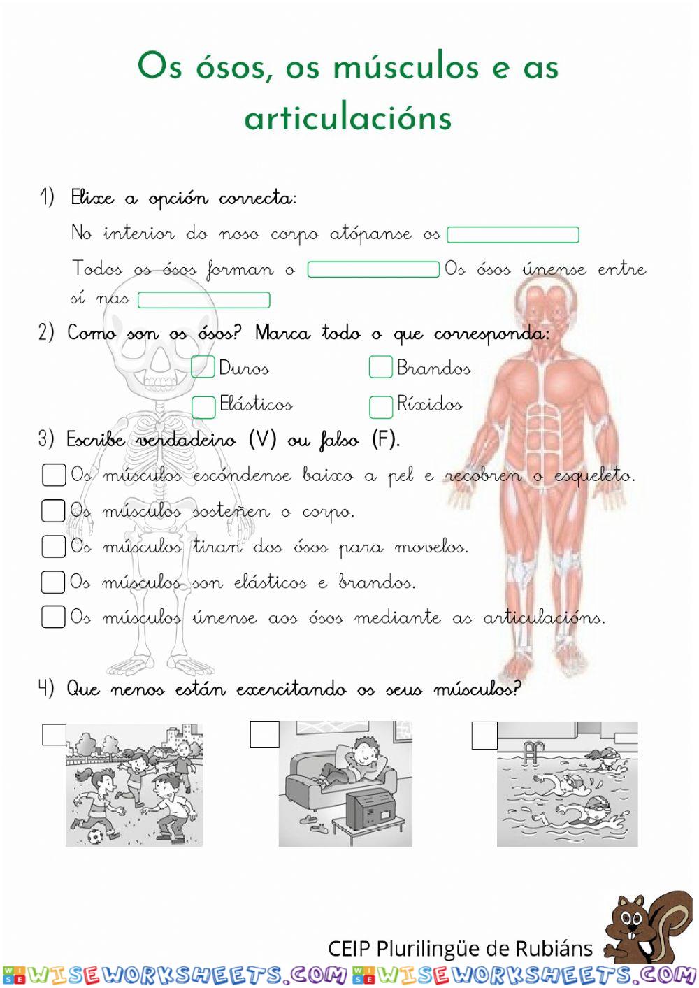 Os ósos, os músculos e as articulacións