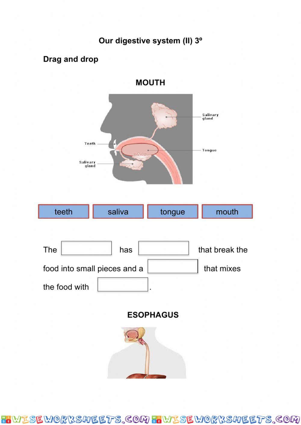 Our digestive system II 3º