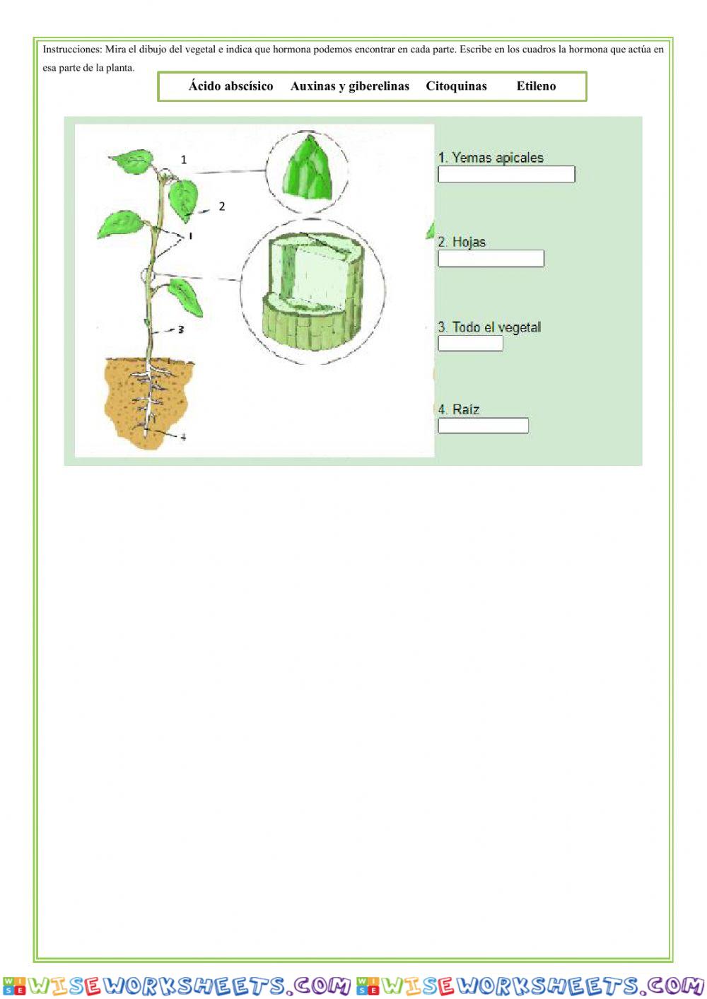 worksheet