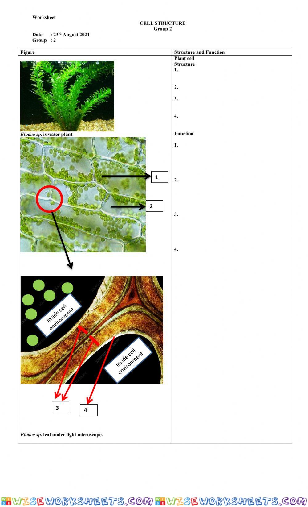 plant cell