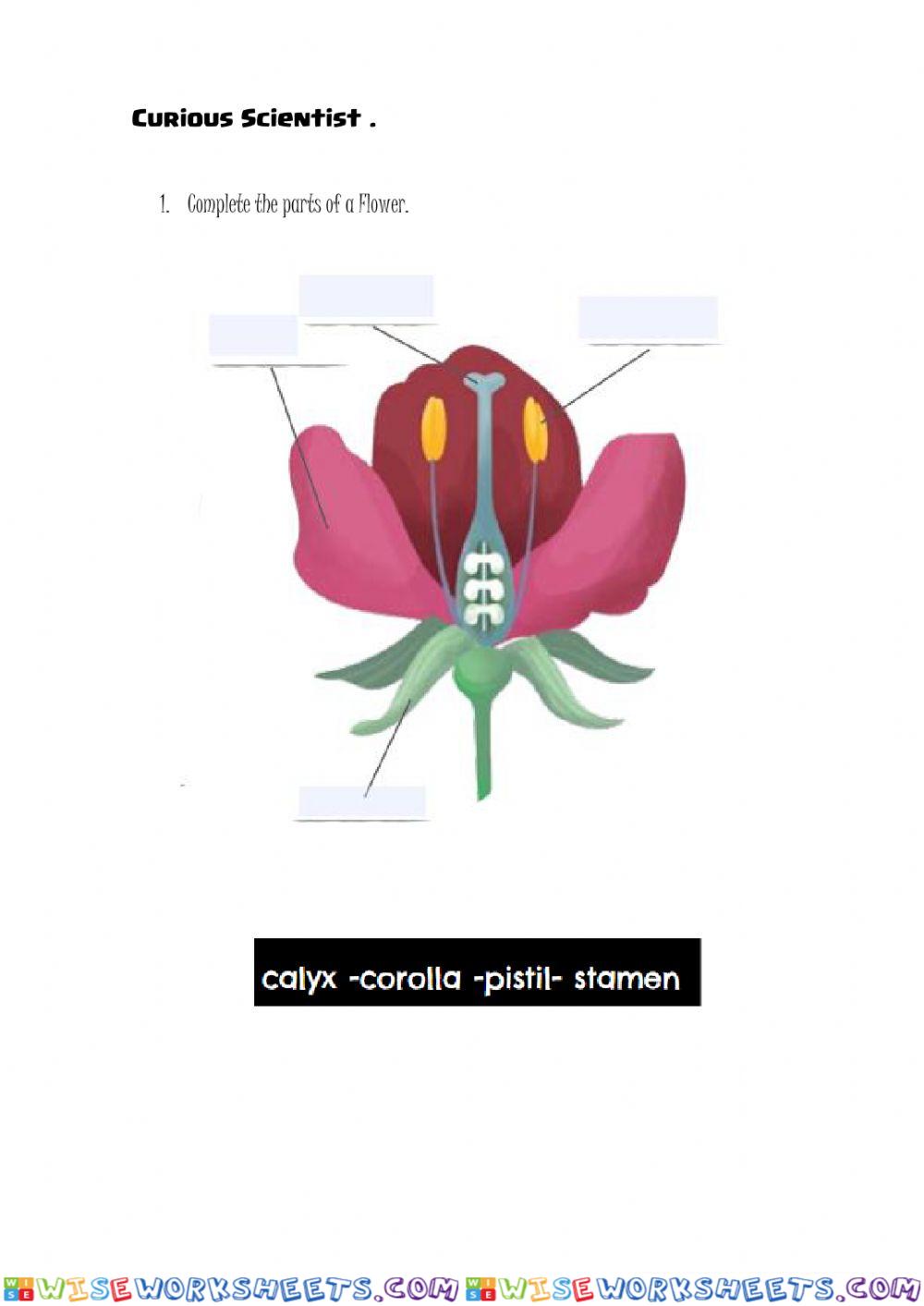 Parts of a plant