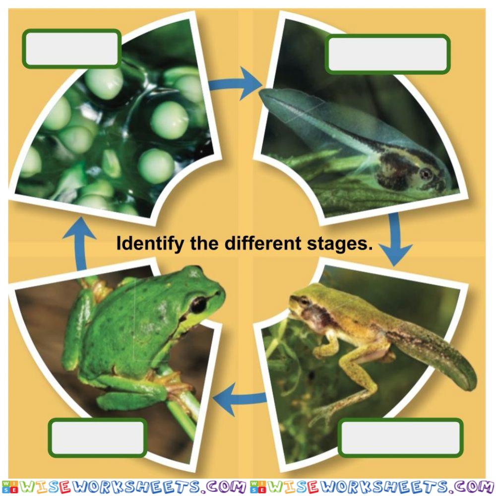 Frog Metamorphosis