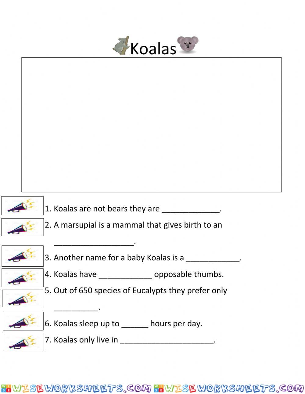 Koala