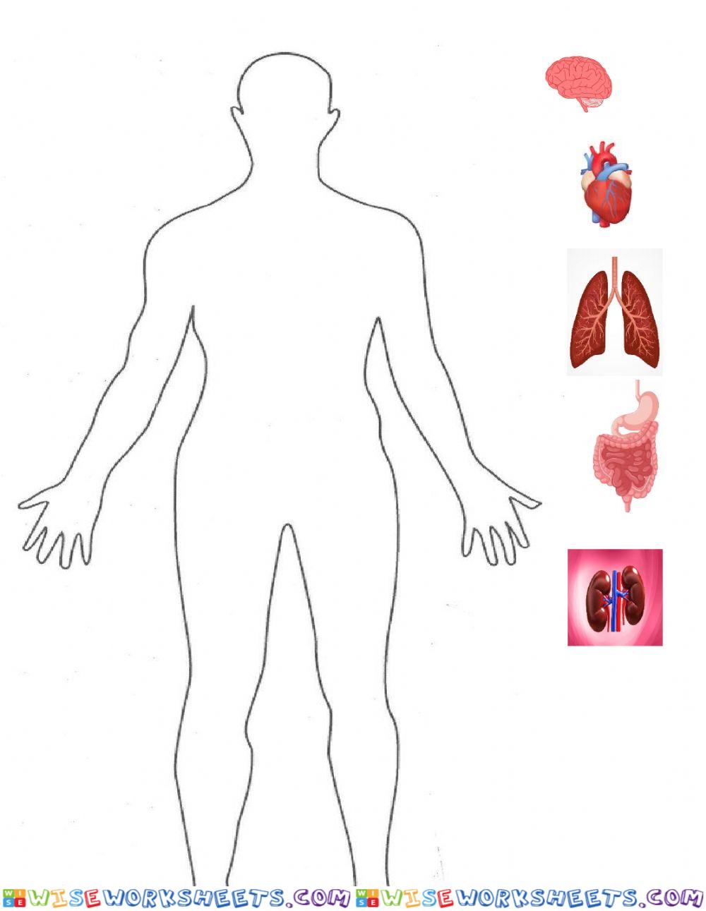 science assesment human body