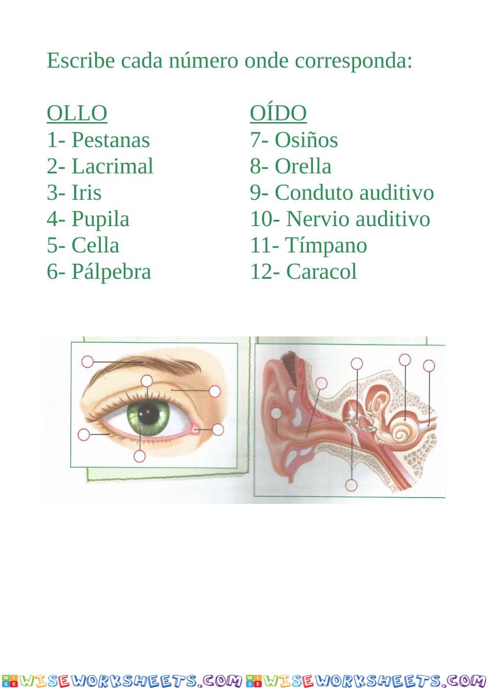 O ollo e o oído