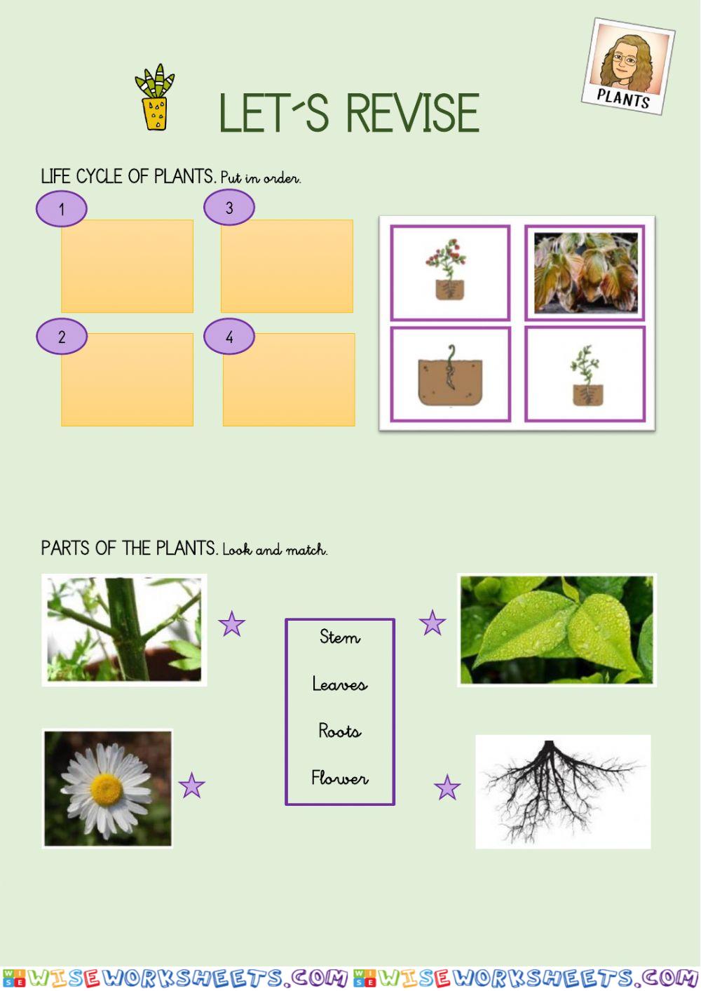 Plants