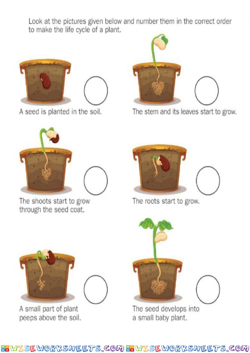 Life cycle of a Plant