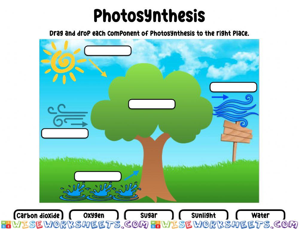 Photosynthesis