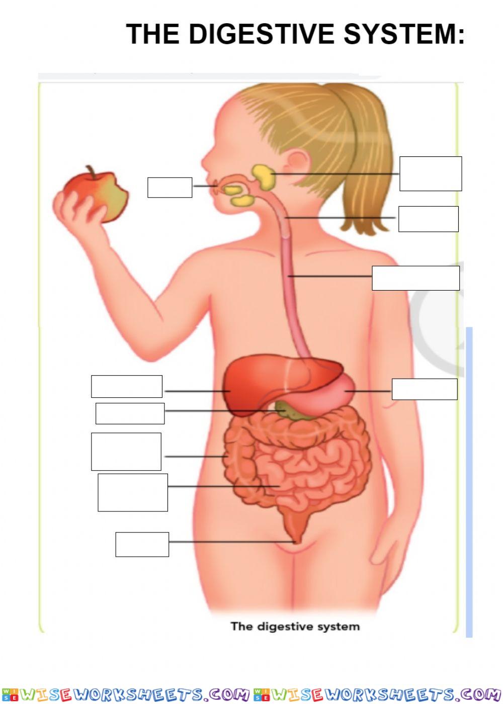 The digestive system