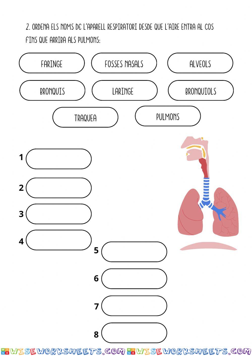 worksheet