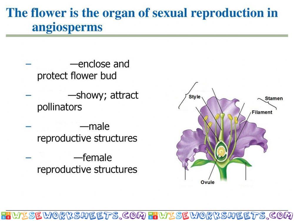 Plants reproductive organs
