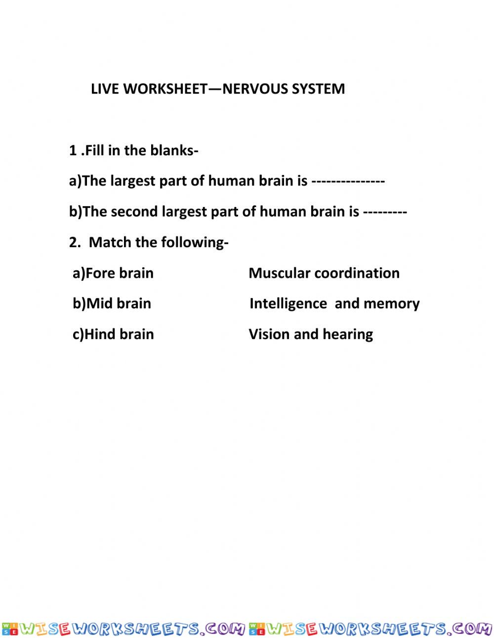 Nervous system